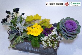 圖3 上海園林“上花源”限量版迷你羽衣甘藍(lán)組合盆栽