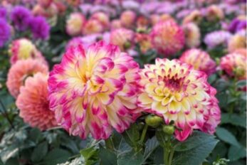 圖6 上海虹橋花谷大麗花
